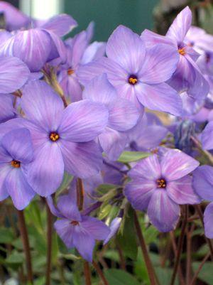 Phlox stolonifera Sherwood Purple