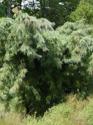 Pinus strobus 'Pendula'