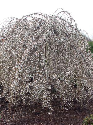 Prunus X Snow Fountains®