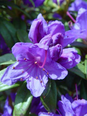 Rhododendron X Blue Baron