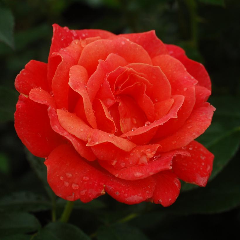 Rosa Easy-to-Love® Livin' Easy™