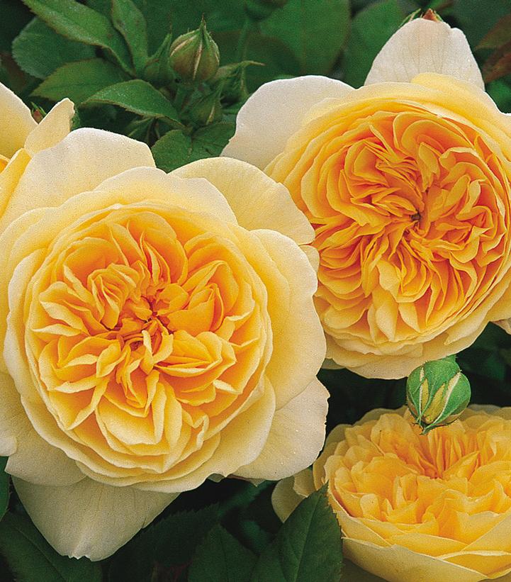 Rosa Teasing Georgia®