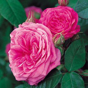 Rosa Gertrude Jekyll®