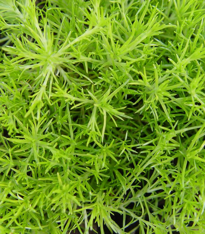 Sagina subulata 'Aurea'