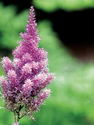 Astilbe chinensis 'Pumila'