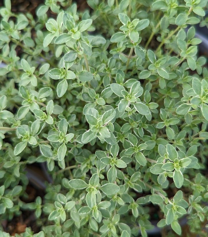 Thymus citriodorus 'Argenteus'