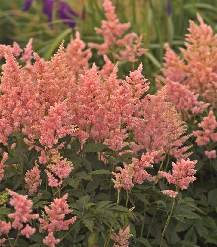 Astilbe japonica 'Peach Blossom'