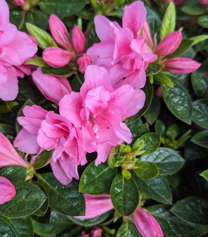 Azalea x Encore® Autumn Carnation®