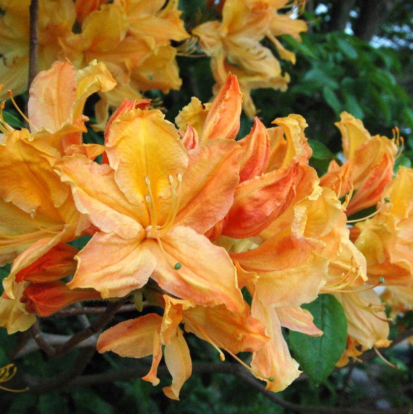 Azalea Northern Lights 'Mandarin Lights'