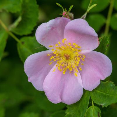 Rosa palustris 
