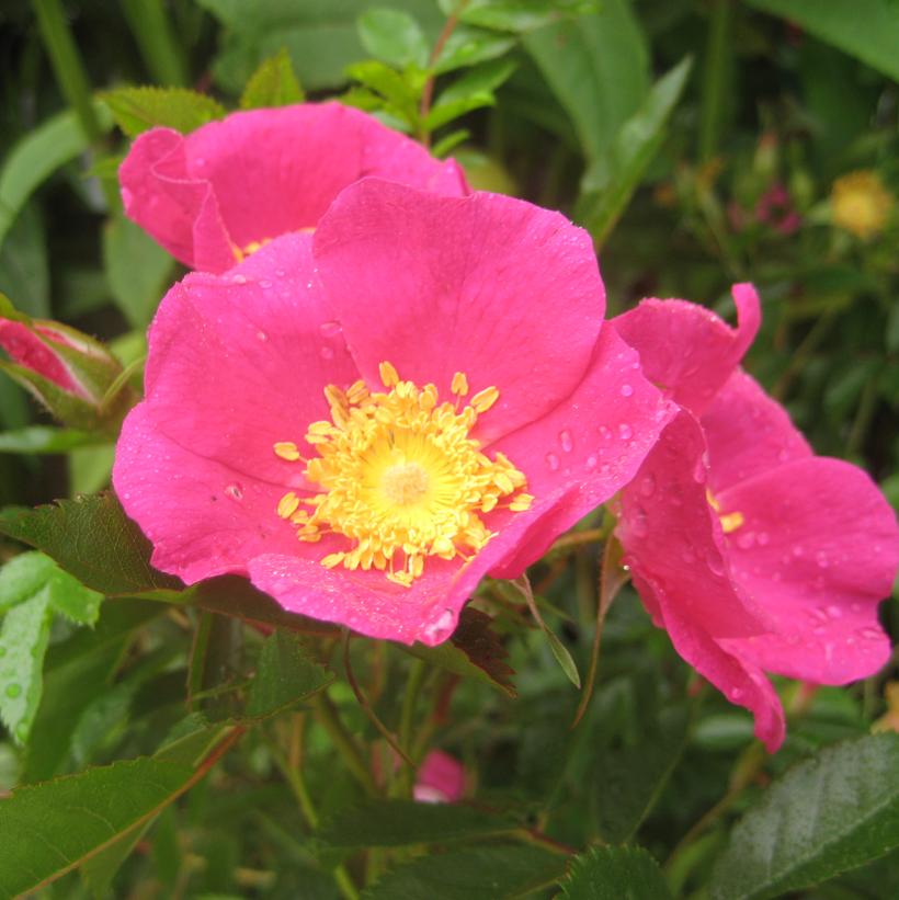 Rosa virginiana 