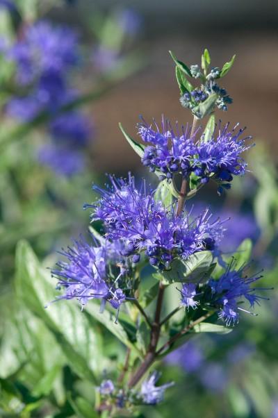 Caryopteris x cland. Sapphire Surf™