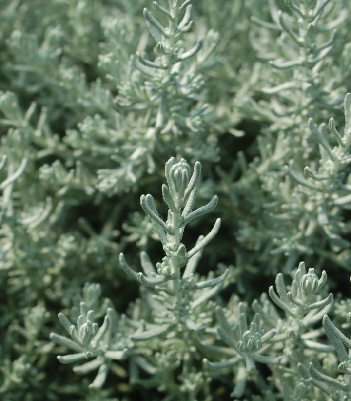 Helichrysum angustifolium 