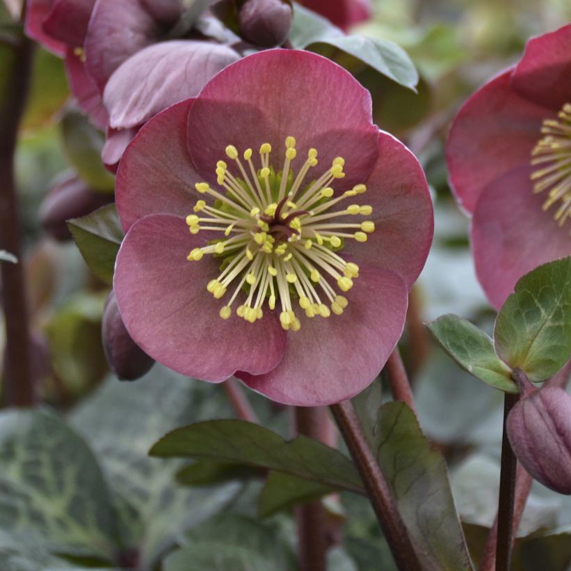 Helleborus Frostkiss® Pennys Pink