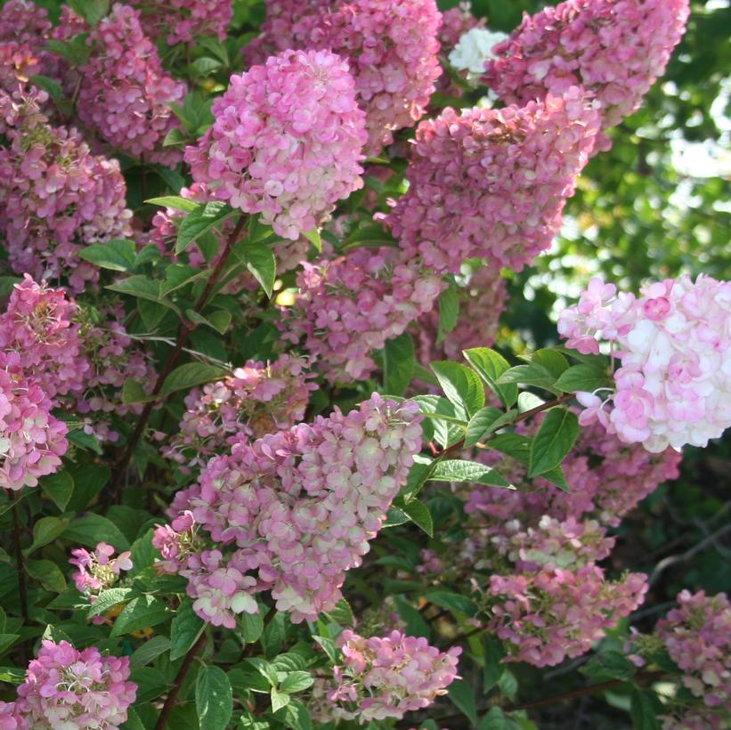Hydrangea pan. Strawberry Sundae®