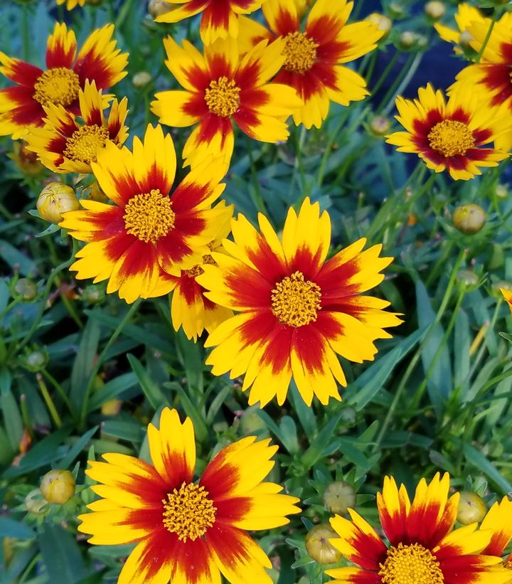 Coreopsis x Li'l Bang™ Li'l Bang™ 'Daybreak'