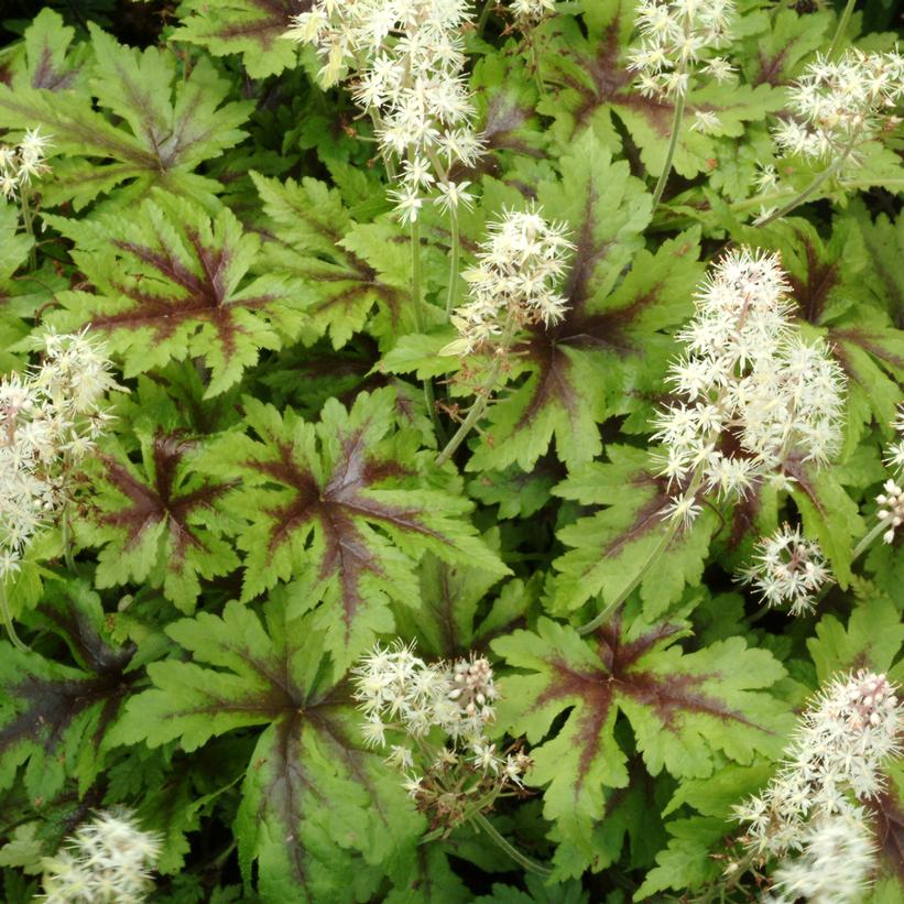 Tiarella x 'Sugar & Spice'