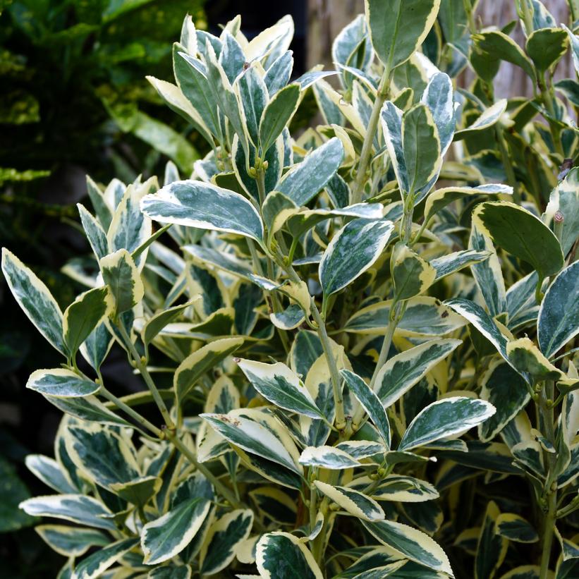 Euonymus japonica 'Silver King'