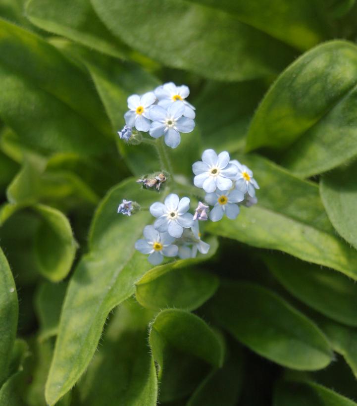 Myosotis sylvatica 'Mon Amie Blue'