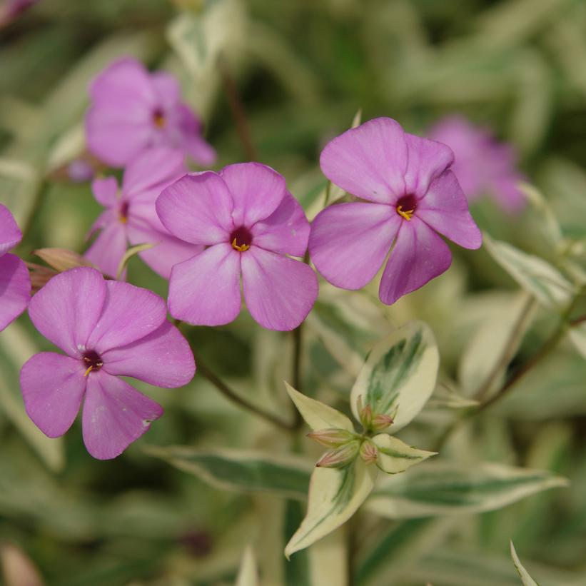 Phlox glaberrima 'Triple Play'