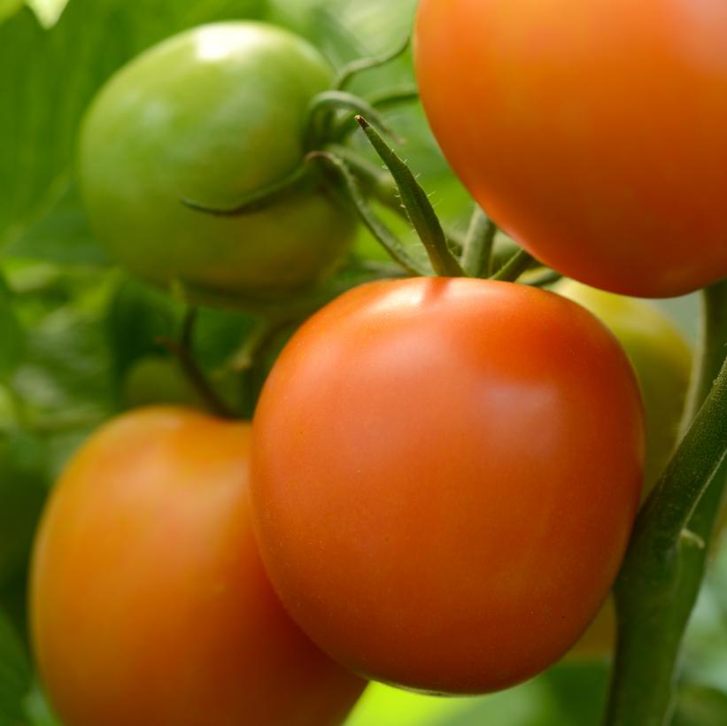 Tomato Heirloom Marriage™ 'Perfect Flame'