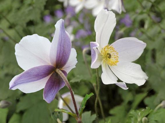 Anemone x 'Wild Swan'
