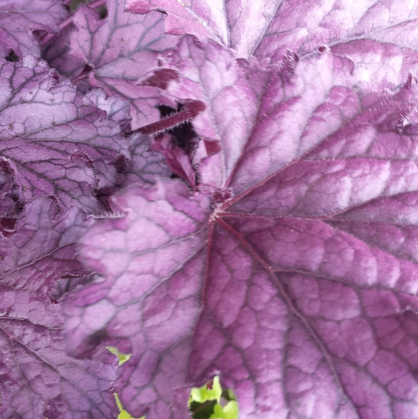Heuchera x Forever® Purple