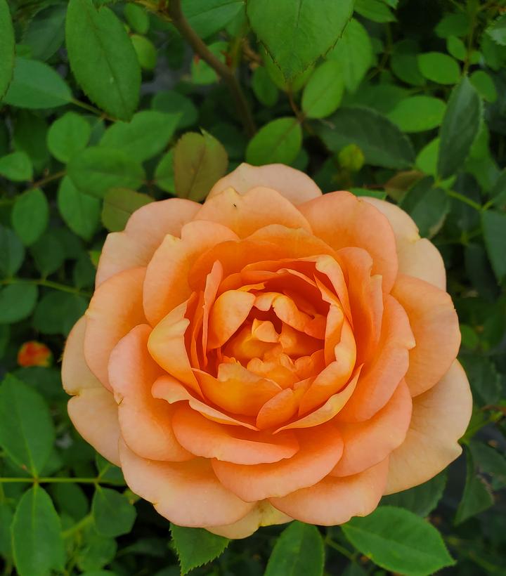 Rosa Lady of Shallot