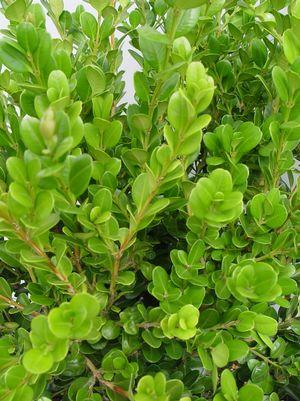Buxus microphylla var. japonica 'Winter Gem'