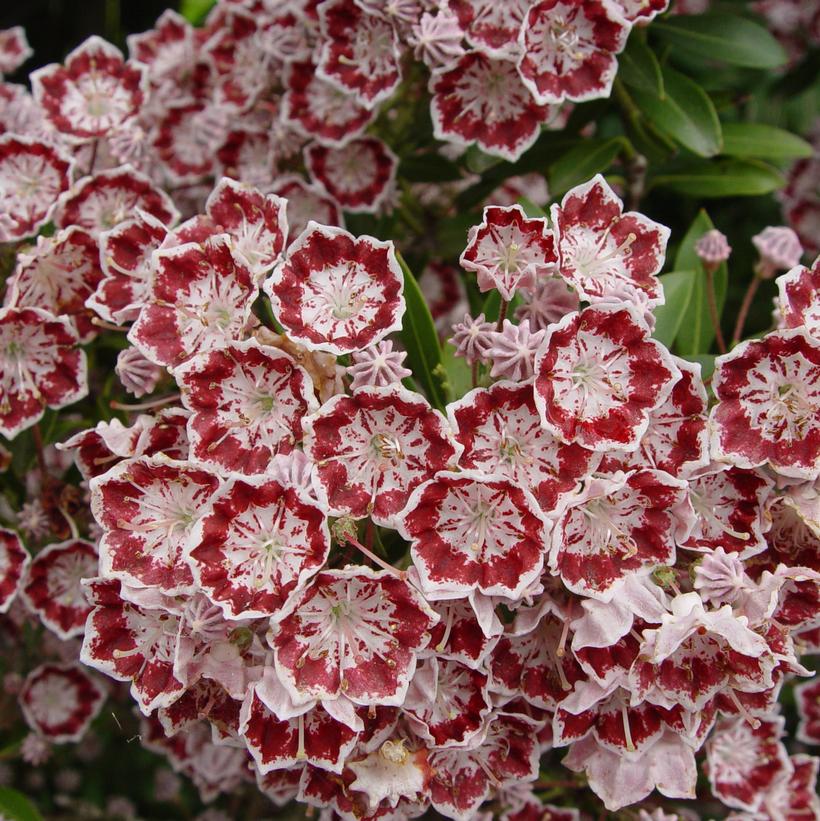 Kalmia latifolia 'Minuet'