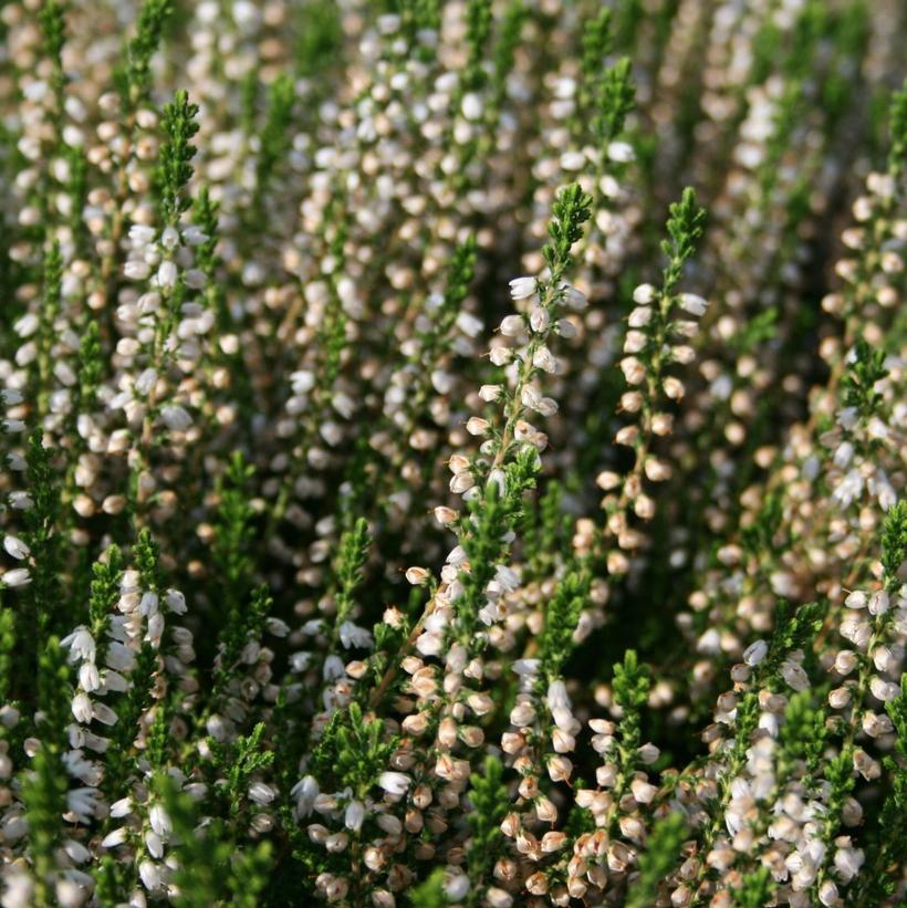 Calluna vulgaris Maires