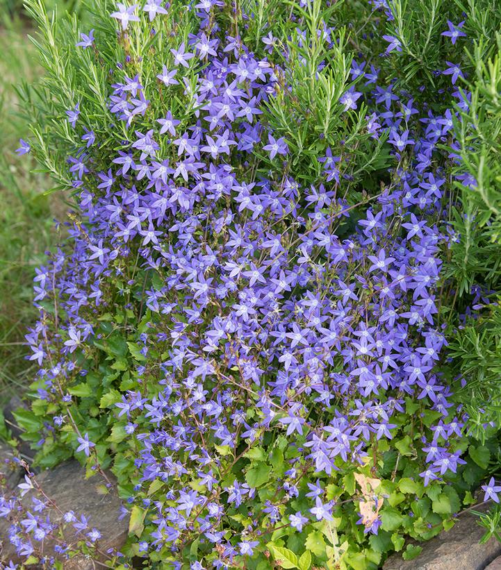 Campanula poscharskyana 