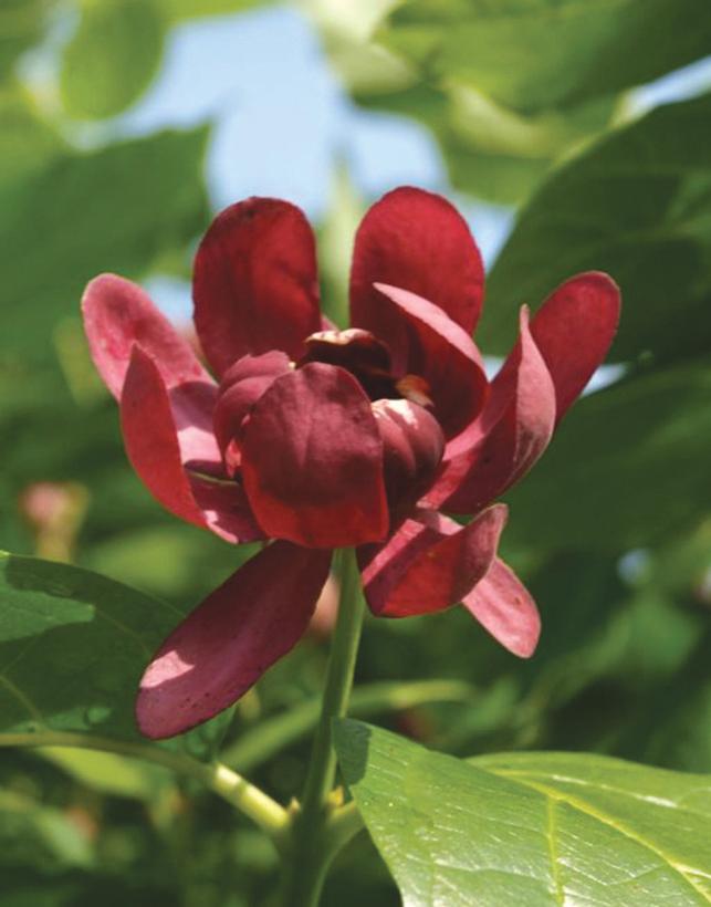 Calycanthus X Aphrodite