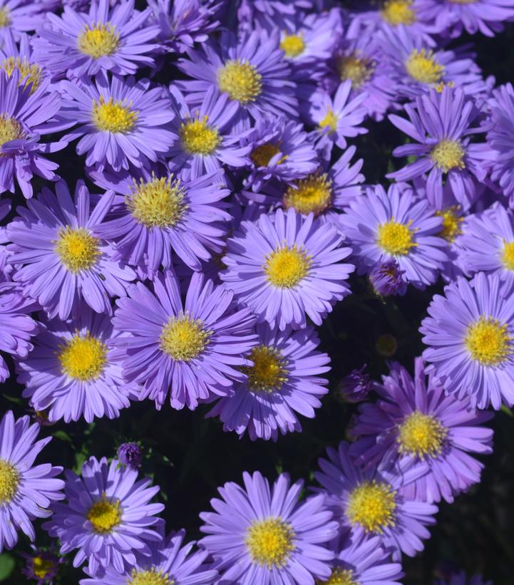 Aster novae-angliae Kickin® Sapphire