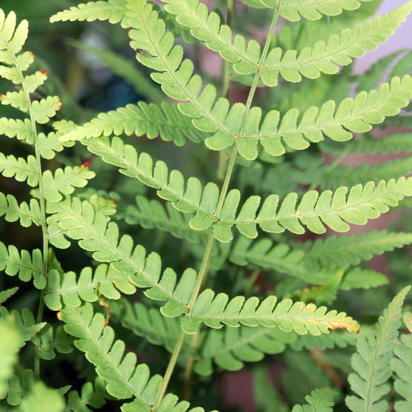 Dryopteris marginalis 