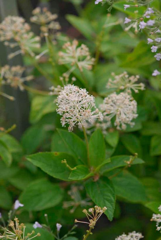Ceanothus americanus 