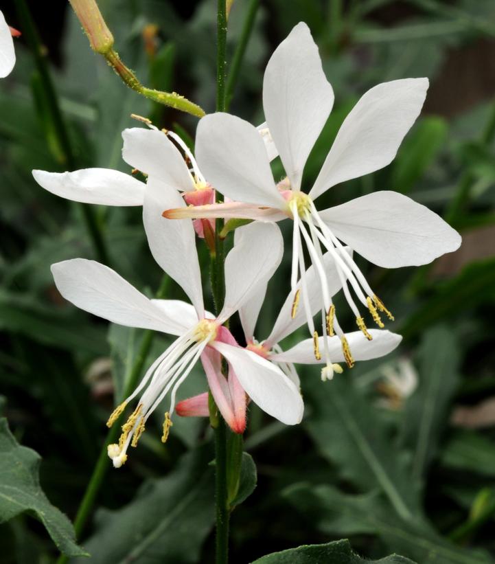 Gaura lindheimeri 'Sparkle White'
