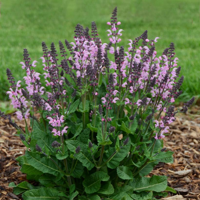 Salvia x Color Spires® Color Spires® 'Pink Dawn'