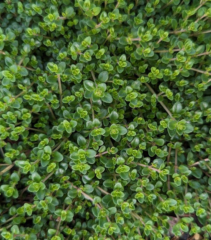 Thymus vulgaris 'Caborn Wine & Roses'