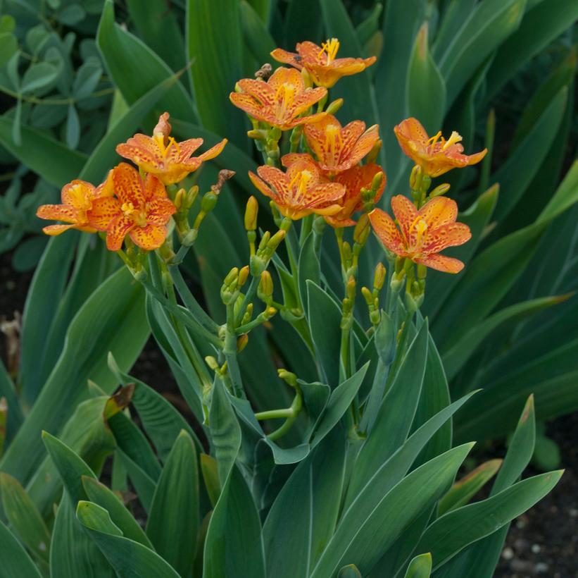 Belamcanda chinensis 'Freckle Face'