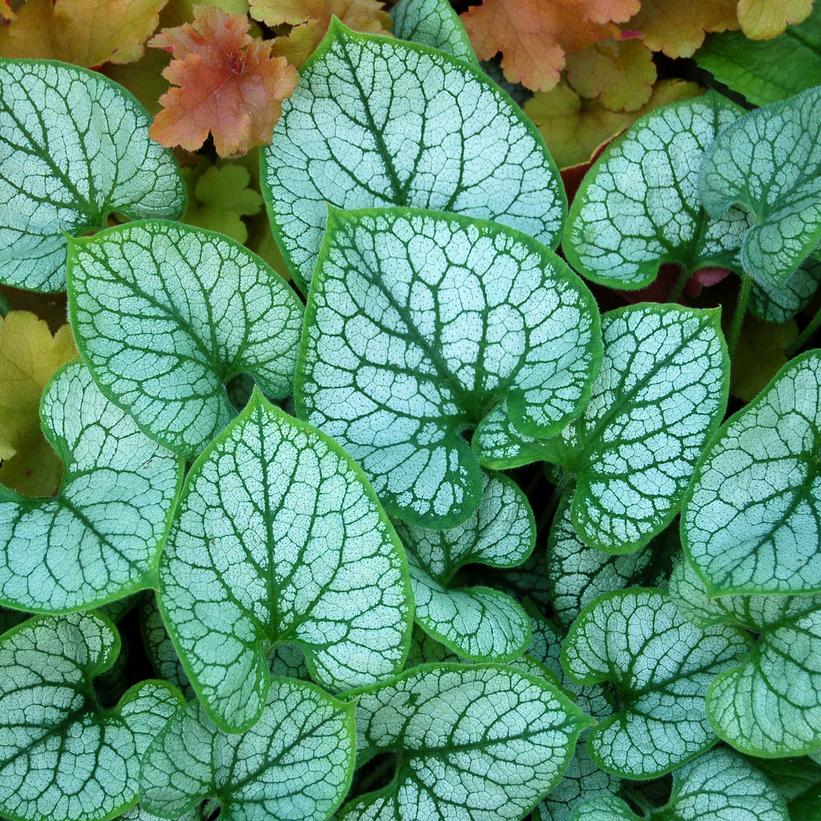 Brunnera macrophylla 'Jack Frost'