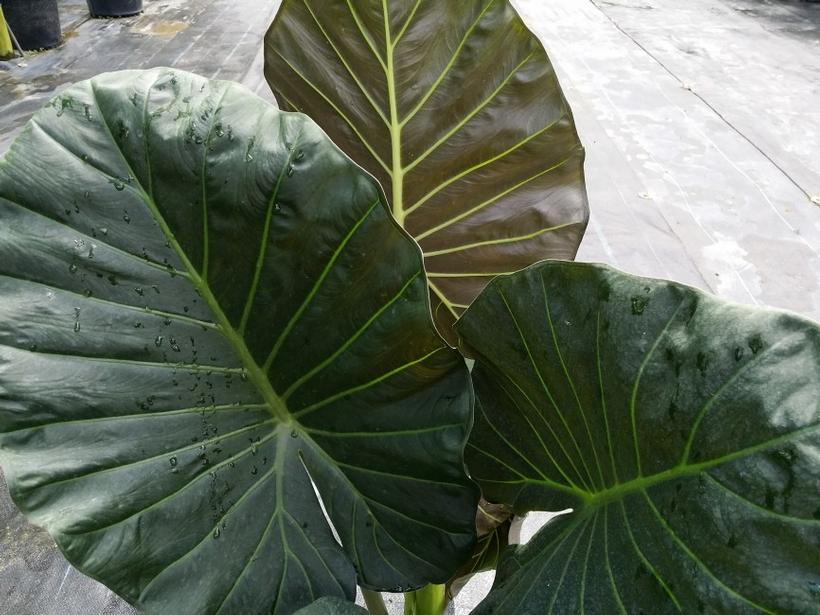 Alocasia 'Regal Shield'