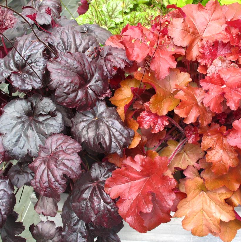 Heuchera Red Sea