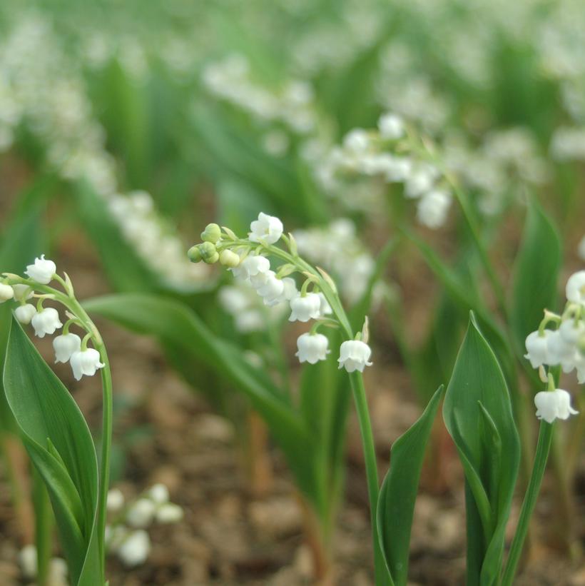 Convallaria majalis 