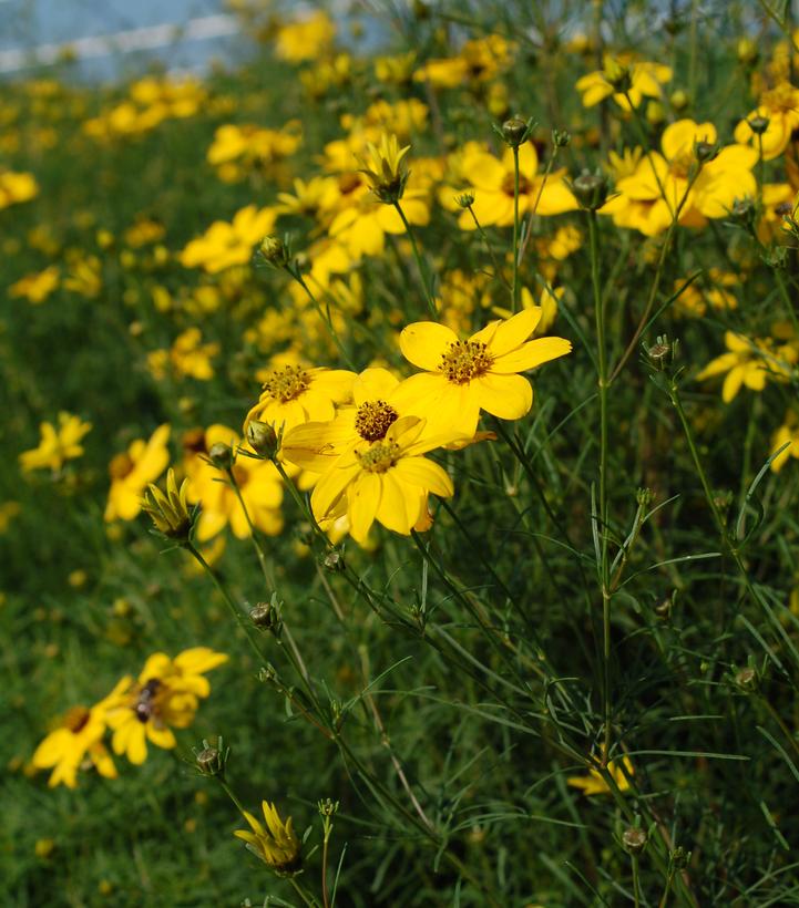Coreopsis verticillata 