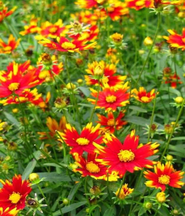 Coreopsis Lil' Bang™ Sun Splash