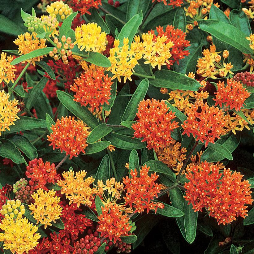 Asclepias tuberosa 'Gay Butterflies'