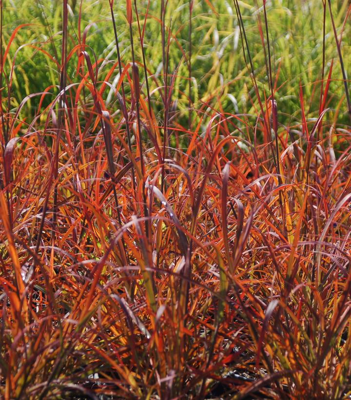 Andropogon gerardii 'Red October'