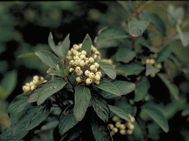 Cornus racemosa 