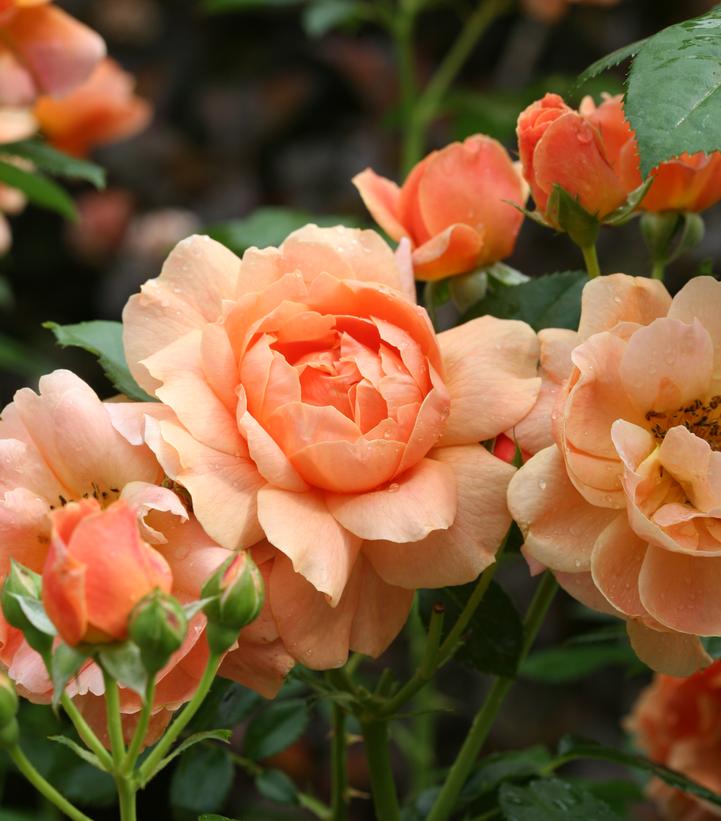 Rosa x At Last®